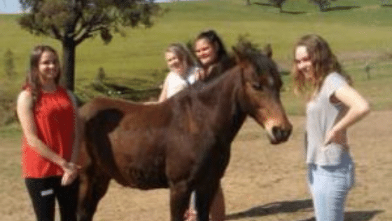 THE TRANSFORMING POWER OF FRIENDSHIP WITH HORSES
