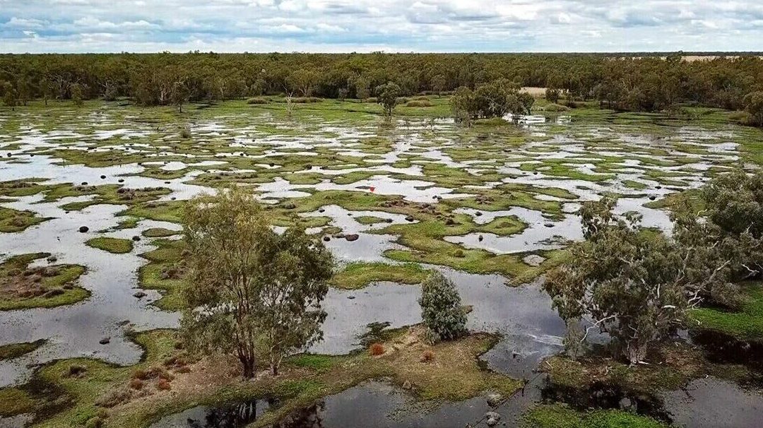 MARSHES TELL A STORY